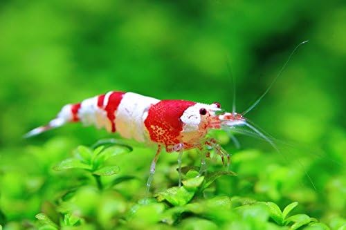 (10) Crystal Red Shrimp Grade SSS+ - 1/2 inch PLUS! Sold by Golden Glove Fishery