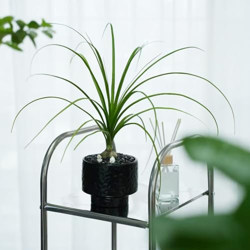 Semillas de plantas de pata de elefante, semillas de árboles bonsái. plantas de sombra plantas para lugares soleados, Serie de plantas raras Árboles jardin sala de estar con plantas en 30pcs