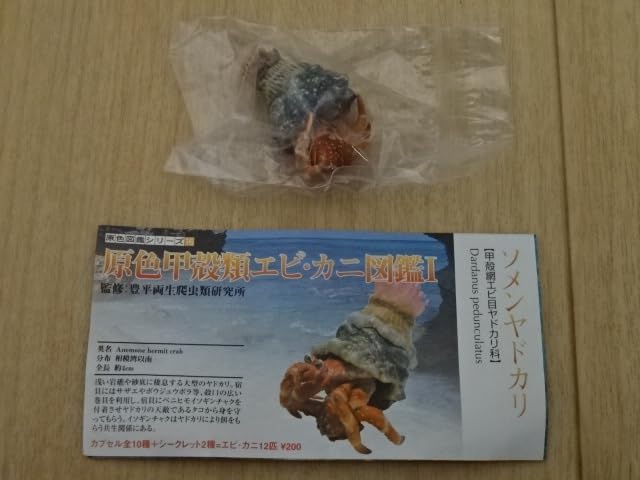 Amazon | 原色甲殻類エビ・カニ図鑑Ⅰ ソメンヤドカリ ユージン