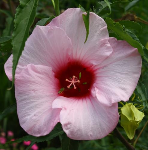 Lady Baltimore Hardy Hibiscus (Hibiscus moscheutos Lady Baltimore) 2 Pack Live Plants - Dinner-Plate Pink Blooms Cold Hardy Perennial Zones 4-9 Hummingbird Magnet