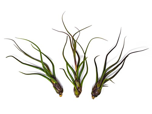 Baileyi Air Plant, Large Air Plants, Tillandsia Air Plants Live Houseplants, Live Indoor Plants For Air Plant Holder Or Terrarium, Succulents Plants Live Plants, Giant Live Plant By Plants For Pets #TOP1