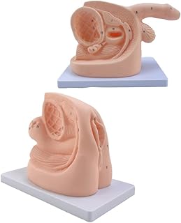 Male Female Catheterization Exercises Education Model,Male and Female Catheter Anatomy Teach Set,Catheterization Model Internal and External Genital Anatomy Model and Urinary Catheter Mold