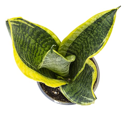image for Plants for Pets Money Tree Plant Indoor House Plants, Chinese Money Pl