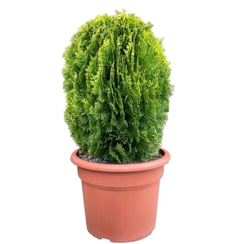 Tuya del Canadá Planta de Exterior Fácil de Cuidar - Arbusto Natural