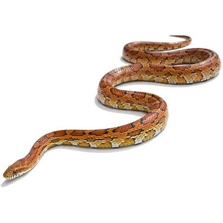 best corn snake bedding
