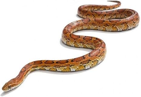 corn snake supplies