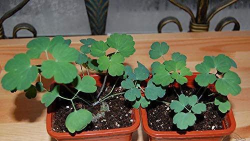 50+ Giants White Columbine Seeds Flower Perennial Flowers Bloom Crystal Star Columbine #TOP5