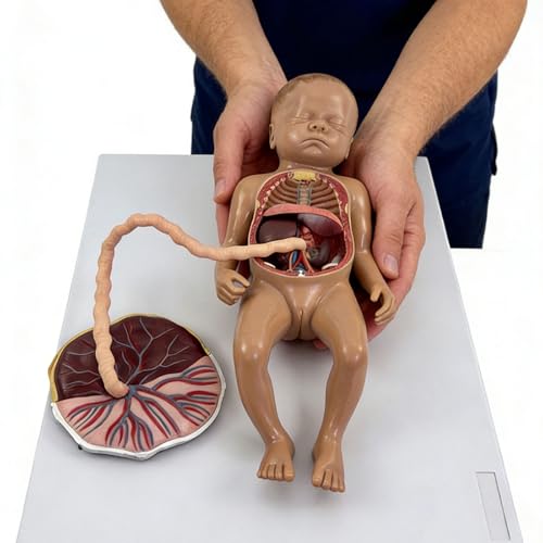 Modèle anatomique du fœtus pour dynamiser les cours de sciences en salle de classe - 2