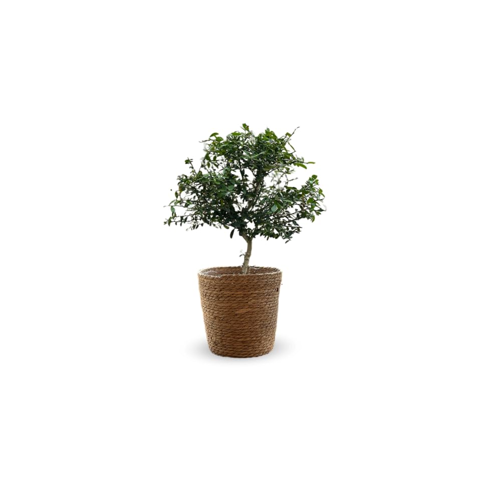 Citron caviar rouge Attitude Jardin en panier jonc de mer 50-60 cm