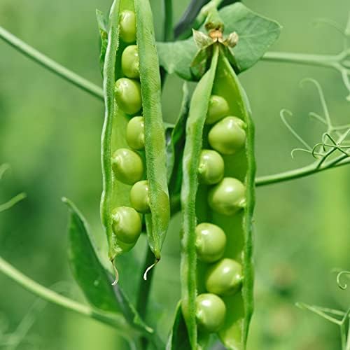 Wasserkastanien Samen 50 Stück - Gemüsepflanzen Für Balkon Und Gewächshaus