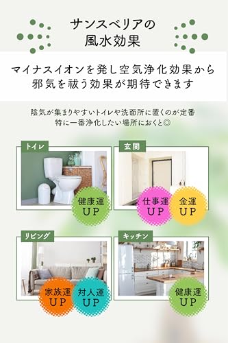 miipas サンスベリア 5号鉢