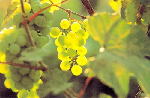 ケータック・プランナーズ ぶどうのオイル グレープシードオイル 450g