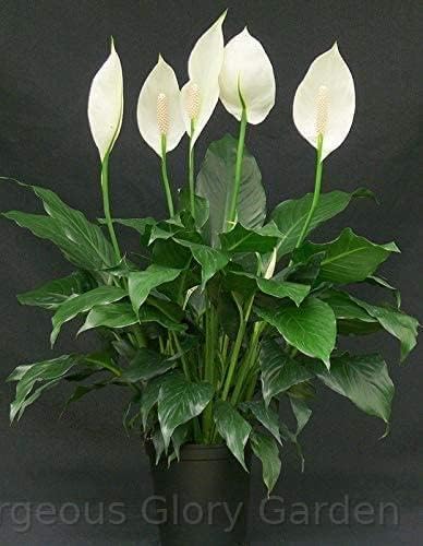 Gorgeous Glory Garden Live Original Live Peace Lily or Spathiphyllum Green Color Indoor Plant Air Purifier Oxygen Supplier Good Luck Plant With Black Plastic Pot (B0D772P3ZY) Amazon Price History, Amazon Price Tracker