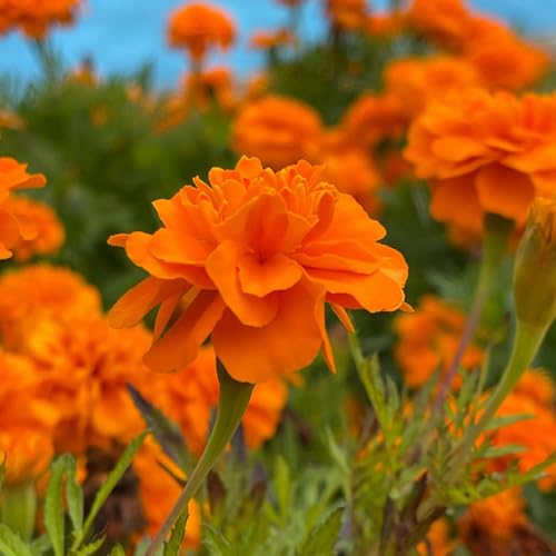 semillas de caléndula perenne - jardín resistentes raras interior 100pcs