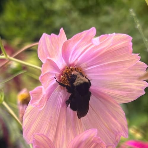 Episode 288 - It’s Autumn! Fall repotting, powdery mildew, and more!