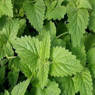 Herb - Catnip - 1500 Seeds