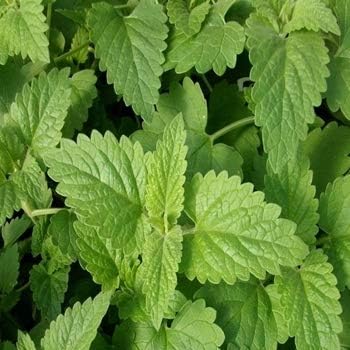 Herb - Catnip - 1500 Seeds