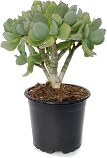 Crassula Arborescens Natural Planta con Escasa Necesidad de Agua