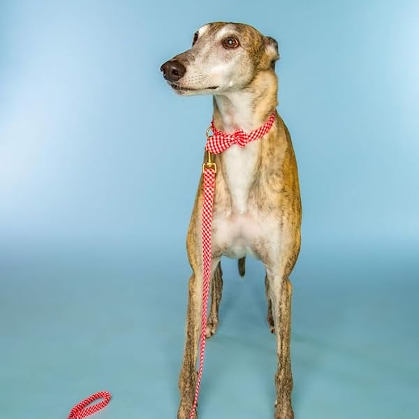 Dolly Doggy Parton Dog Harnesses and Leash/Collar Set Collection, Red Gingham Collar Leash Set, Large by Doggy Parton - Image 4