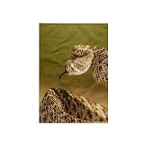 3dRose Arizona, Santa Cruz County. Coiled Western Diamondback Rattlesnake. 15x22 Hand Towel