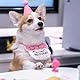KASESSS 3 Stück Katzen Geburtstags Mütze Set, Hunde Partyhüte, Katzen Deko Geburtstag mit Happy Birthday Banner, Kätzchen Bandanas Hunde Geburtstags Mütze Geburtstagshut für Welpenkatzenhaustie Rosa