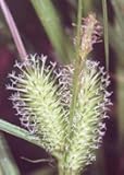 Shallow Sedge (Carex lurida), Seed Packet, True Native Seed