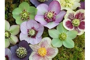 15+ Rose Helleborus Christmas Rose Flower Seeds / Winter Blooming Perennial