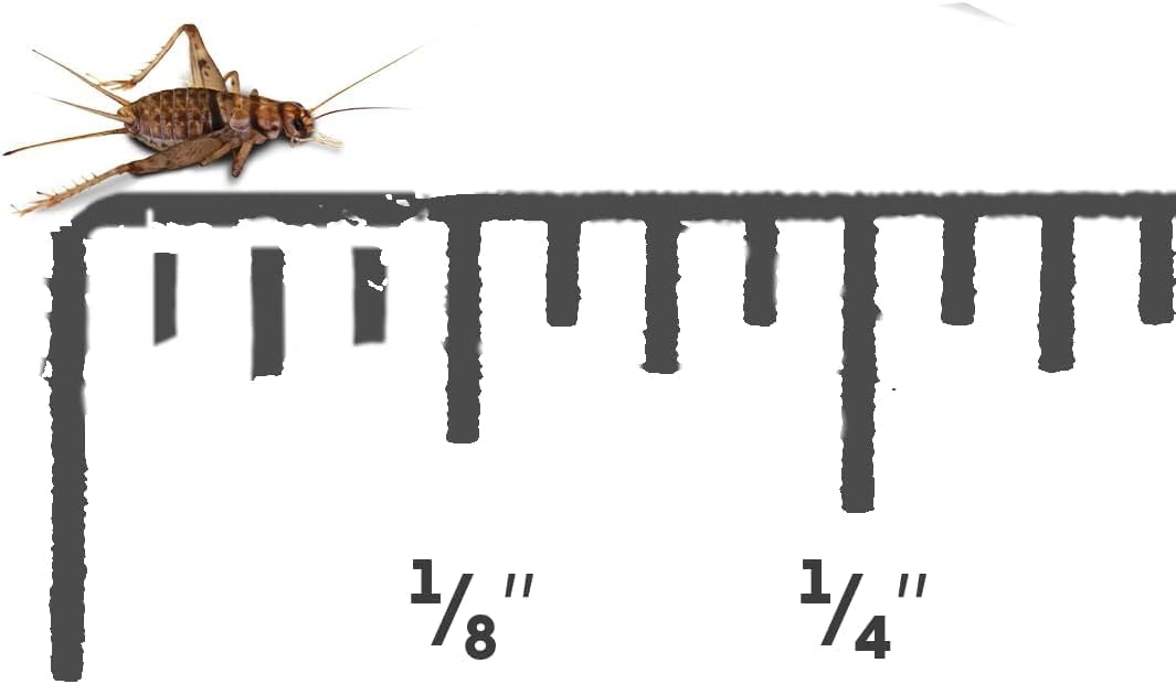 Surmen Legacy Live Pinhead Banded Crickets (1000 Count