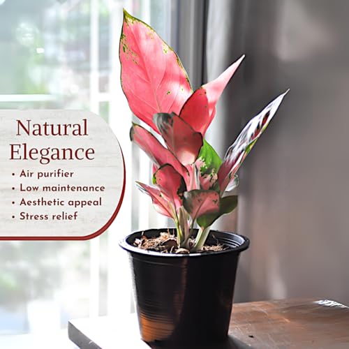 Aglaonema Live Plant Collection