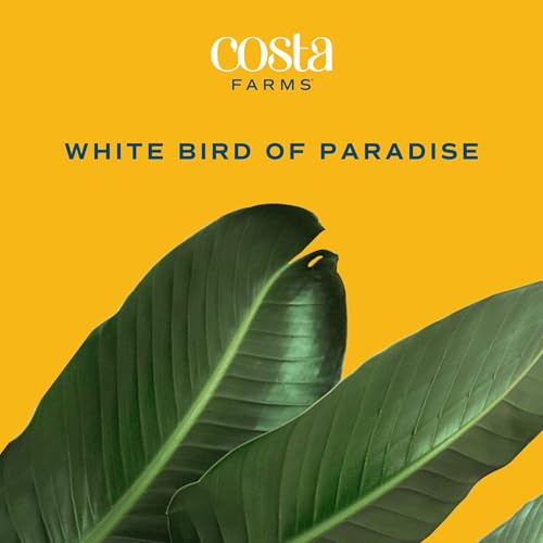 Image of Costa Farms White Bird of Paradise Live Indoor Plant, Strelitzia nicolai, 4-5 Feet Tall Extra Large Tropical Floor Plant, Air Purifying Houseplant, Housewarming Gift or Office Decor