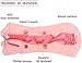2 in 1 Male Masturbators Adult Sex Toys with Realistic Textured Mouth Vagina and Tight Anus Men's Pocket Pussy Blowjob Stroker Anal Play Sex Toys for Men Masturbation