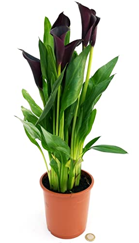 CALLA NERA, VASO 14 CM DIAMETRO, Pianta vera