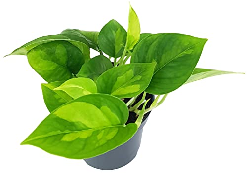 Fangblatt - Epipremnum pinnatum 'Global Green' im Ø 12 cm Topf - anmutige Efeutute - Zimmerpflanze...