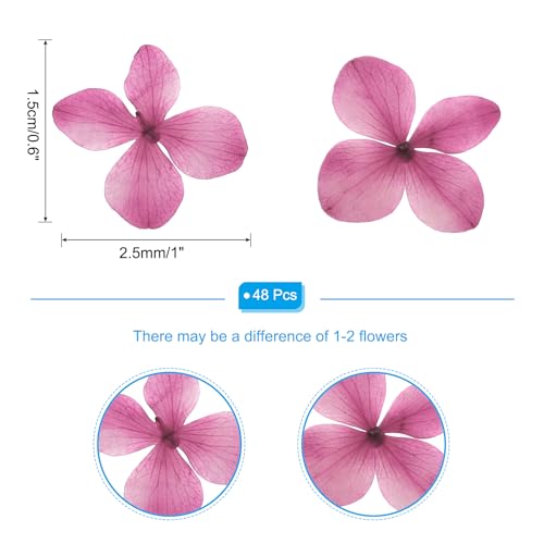 Flores Secas Prensadas para Manualidades, 48 Piezas miniatura 2