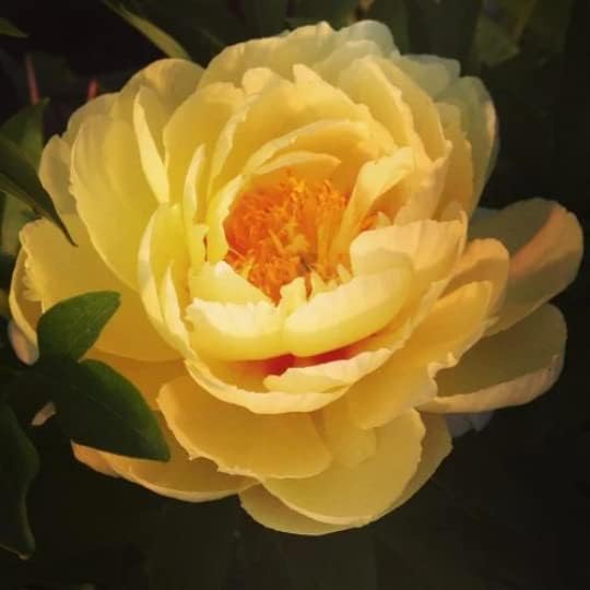 Bartzilla Itoh Peony: Big Bareroot- Great for Fall Planting! (2)