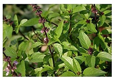 Grun Live Vana Tulsi Herbal Plant with Pot (B095N6MR66) Amazon Price History, Amazon Price Tracker