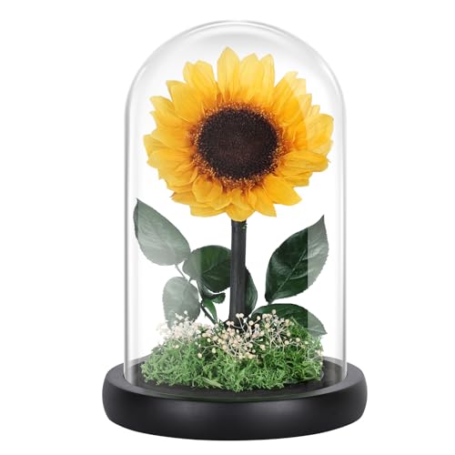 Girasoles Preservados en Cúpula de Cristal – Flores Reales Eterna...