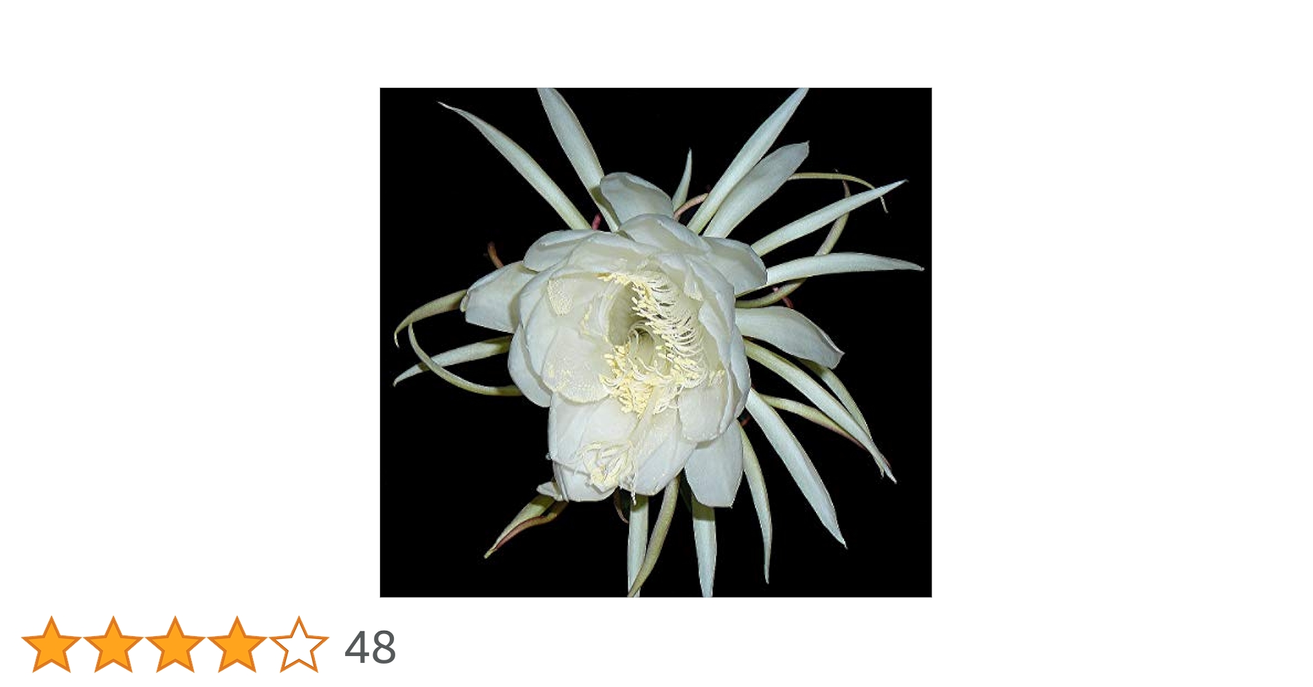 Amazon | 月下美人 大苗（6号）【花なし・開花見込み株】 | 花
