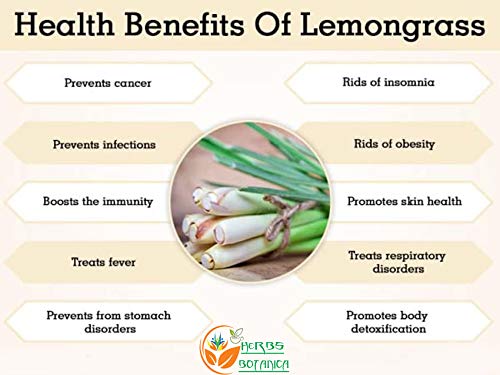 Herbs Botanica Natural Lemongrass Powder | Lemon Grass Powder Freshly Ground Dried Herb Powder 5.3 oz | 150 gms Used for cooking and Refreshing Lemongrass Tea |