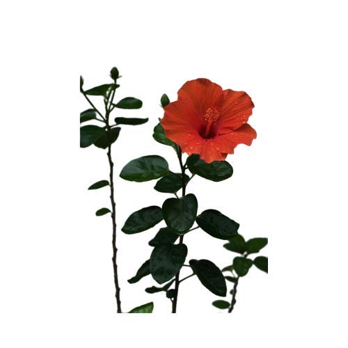 GOVINDSUDHA Hibiscus Plant with Plastic Pot and Pebbles for | Home Decoration | Office Decoration | Gift for All Occasion