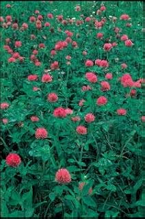 Amazon Co Jp クローバー 種