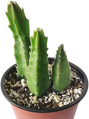 Miniatura 4 de Stapelia Gigantea Zulu - Suculenta gigante Planta de cactus de estrella de mar (4 pulgadas)
