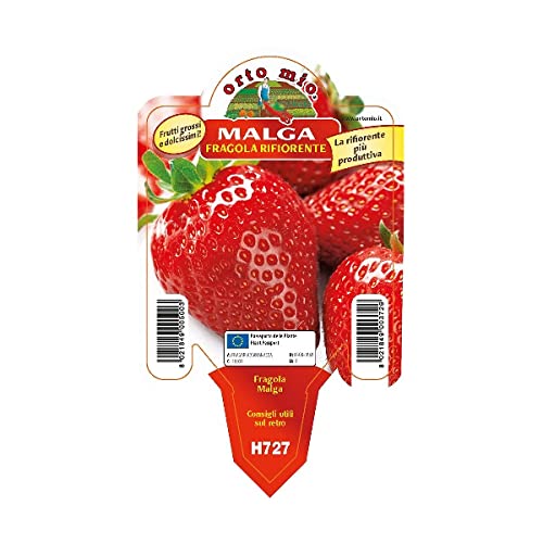 Fragola Rifiorente 'Malga'