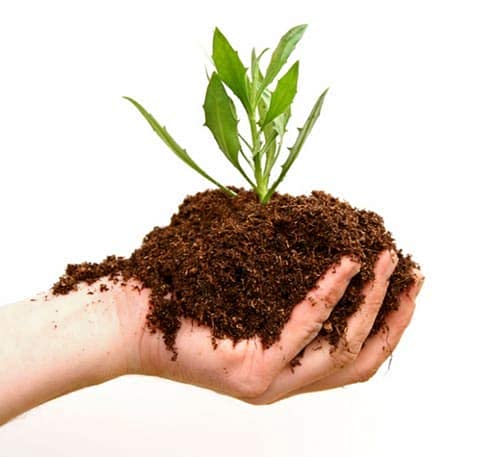 CosaCentrum Vermicompost, Organic & Natural Plant Nutrient for Home Gardens (2kg)-picture-27