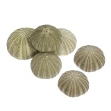 Generic Conchas de Erizo de Mar Naturales 6 Piezas de Conchas Verdes para Decoración Versátil y Belleza Natural Ideales para Manualidades y Decoración de Acuarios