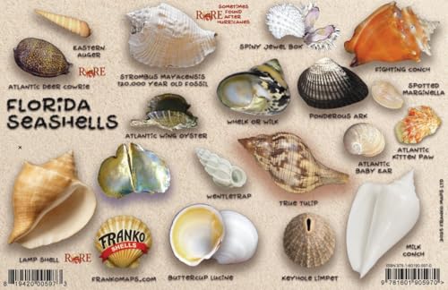 Florida Seashell Guide