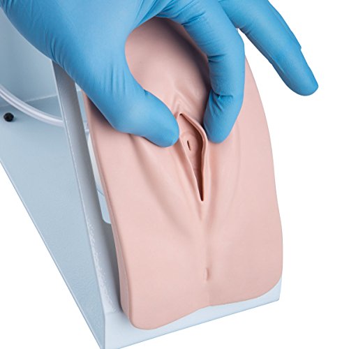 Image of 3B Scientific 1020842 Catheterization Simulator Female & Male Set Basic