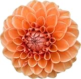 Adecuado para plantar frente a macizos de flores, senderos de flores o patios, las variedades cortas se pueden usar como plantas en macetas