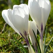 Crocus Jeanne dArc Bulbs Top Size 9/10 cm Crocus Bulbs for Fall Planting, Early Spring Perennial Bulbs, Outdoor Plant Loved by Bees & Butterflies 250 Pack