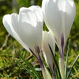 Crocus Jeanne d’Arc Bulbs – Top Size 9/10 cm Crocus Bulbs for Fall Planting, Early Spring Perennial Bulbs, Outdoor Plant Loved by Bees & Butterflies (12 Pack)